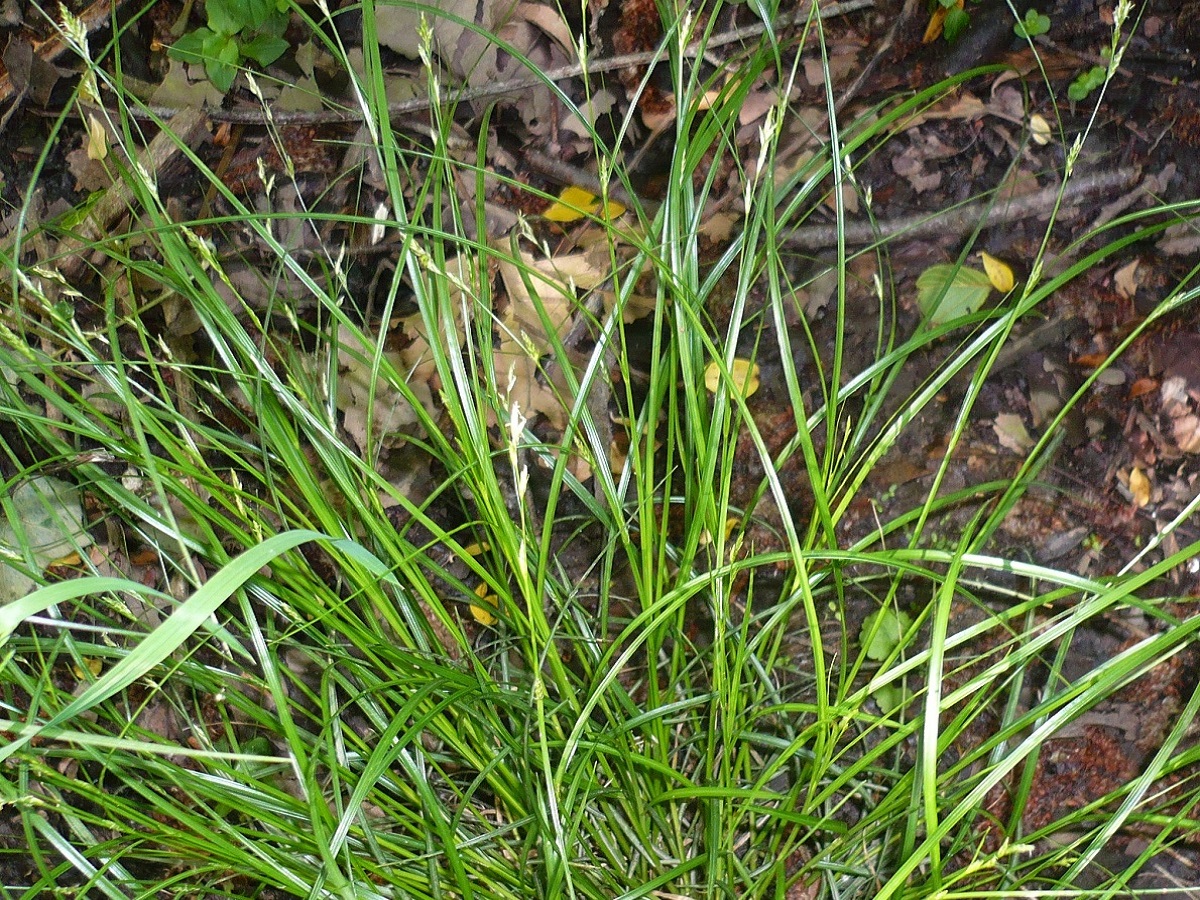 Carex remota (Cyperaceae)